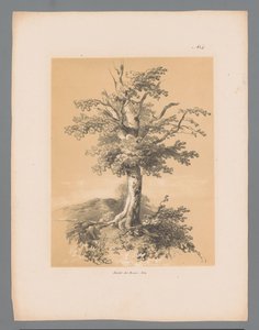 Árvore
Vistas pitorescas de Paulus Lauters (título da série)
Etrennes pittoresques pour 1839, par Lauters (título da série)