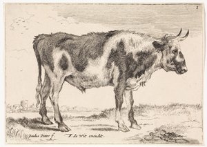 boi malhado Bois e Vacas (título da série) de Paulus Potter (rejected attribution)