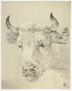 cabeça de vaca de Paulus Potter