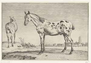 O cavalo ancorado Cavalos (título da série) de Paulus Potter