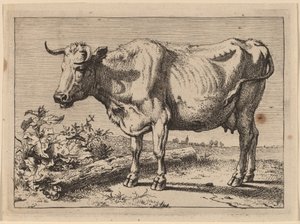 Vaca em pé (vaca com chifre amassado) de Paulus Potter
