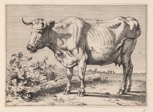 A vaca com o corno amassado, de Vários bois e vacas de Paulus Potter