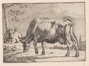 A vaca de pasto, de Vários bois e vacas de Paulus Potter