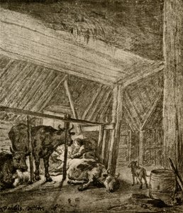 A vaca de parição
