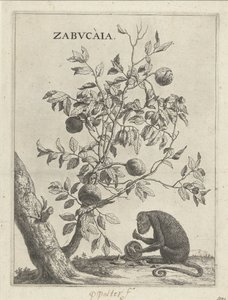 Zabucaiaboom een ​​aap Zabvcàia (título no objeto) de Paulus Potter