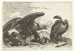 Abutre e uma águia com cobra 1. des Aigles 2. Griffon (título no objeto) Birds from the Menagerie of Versailles (título da série) de Peeter Boel (attributed to)