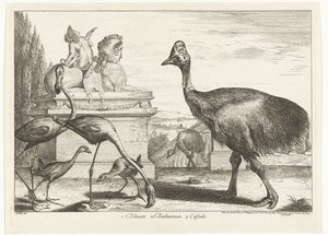 Casuares, galeirão roxo e flamingos 1. Bleuets 2 Becharoux 3. Casuels (título no objeto) Birds from the Menagerie of Versailles (título da série) de Peeter Boel (attributed to)