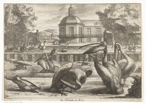pelicanos des Pelicans de Mere (título no objeto) Birds from the Menagerie of Versailles (título da série) de Peeter Boel (attributed to)
