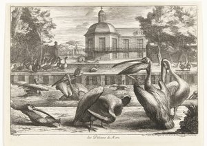 pelicanos des Pelicans de Mere (título no objeto) Birds from the Menagerie of Versailles (título da série) de Peeter Boel (attributed to)