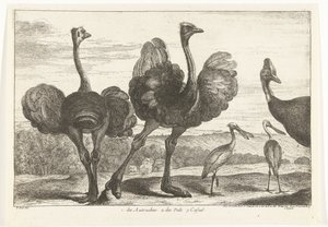 Avestruzes, casuar e colhereiro 1. os Autruches. 2. des Pals. c. casual Birds from the Menagerie of Versailles (título da série) de Peeter Boel (attributed to)