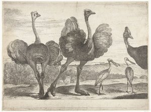 Avestruzes, batata-doce e colhereiro
Aves do menagerie de Versailles (título da série) de Peeter Boel (attributed to)