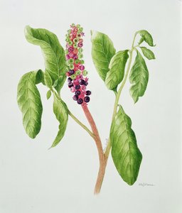 Phytolacca (aguarela) de Peggy Wyatt