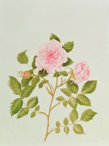 Rosa var: Gertrude Jekyll (aguarela) de Peggy Wyatt