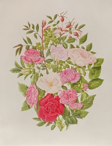 Várias rosas cor-de-rosa (aguarela) de Peggy Wyatt
