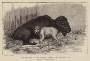 Bisonte e vitela no jardim zoológico de Londres (gravura)