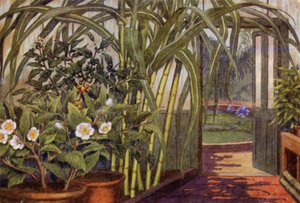 Cana-de-açúcar, planta de chá e planta de café (cor litho)