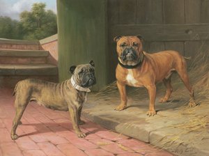 Um Red Bulldog e Brindle Bulldog por um Celeiro (óleo sobre tela) de Percy Thomas Earl
