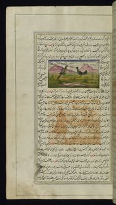 Um falcão e uma galinha das Luzes de Canopus de Persian School