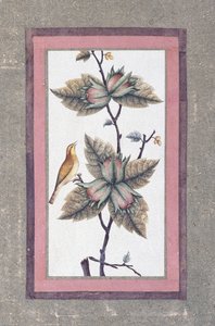 Estudo de pássaros e flores, c.1780
