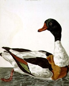 O Shelduck comum de 