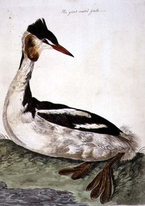 O Grande Grebe Crested (Podiceps cristatus) placa de 