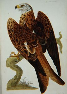 O Milhafre (Milvus milvus) ou Glead, placa de 