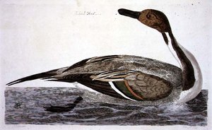 O pato Pintail Duck (Anas acuta) placa de 