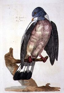 The Queest or Ring Dove, placa de 