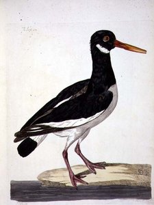 A placa "The Sea Pie or Oystercatcher" (Haematopus ostralegus) de "The British Zoology, Class II: Birds", gravada por Peter Mazell (fl.1761-97) 1766 (gravura)
