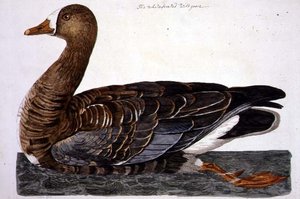 A placa "The British Zoology, Class II: Birds", gravada por Peter Mazell (fl.1761-97) 1766 (gravura)