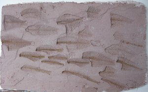 Cardume de Peter A Ford