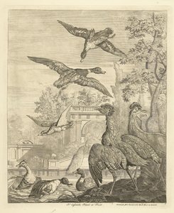 Patos e garças num tanque de pássaros
Várias aves (título da série)