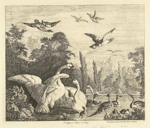 Cisnes e patos num tanque de pássaros
Várias aves (título da série)