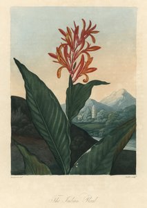 Água vermelha ou Conflore ou Toloman Forte, de The Temple of Flora, do Dr. Robert Thornton (1768-1837) de Peter Charles (after) Henderson