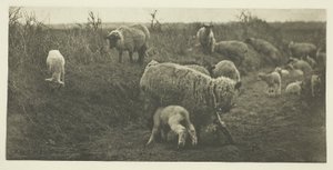 Uma Marcha Pastoral (Suffolk) de Peter Henry Emerson