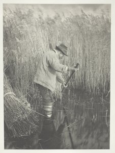 Um cortador de cana a trabalhar de Peter Henry Emerson