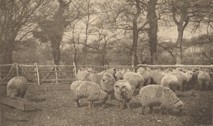  de Peter Henry Emerson