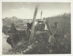 Durante a colheita das canas de Peter Henry Emerson
