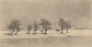 Gnarled-Thorn Trees, c. 1890, impresso c. 1895. de Peter Henry Emerson