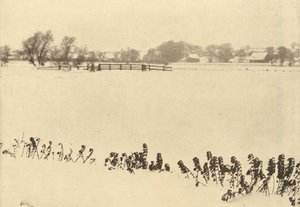 Ervas daninhas do pântano, em ou antes de 1895 (foto) de Peter Henry Emerson