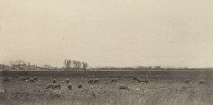 Marshes by the North Sea de Peter Henry Emerson