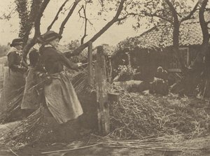 VimePeeling. [Norfolk]]. de Peter Henry Emerson