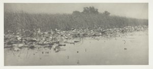 Lírios de Peter Henry Emerson