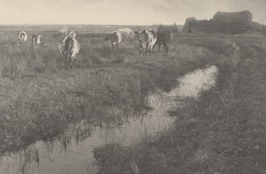 Gado nos pântanos de Peter Henry Emerson and T.F. Goodall