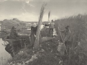 Durante a colheita de juncos