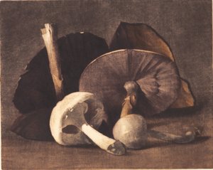 Cogumelo branco