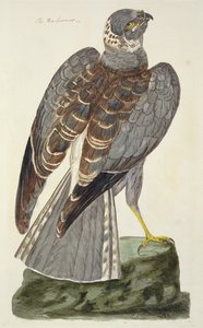 A placa de Hen Harrier (Circus cyaneus) de &39;A Zoologia Britânica, Classe II: Pássaros&39;, gravada por Peter Mazell (fl.1761-97) 1766 de Peter Paillou