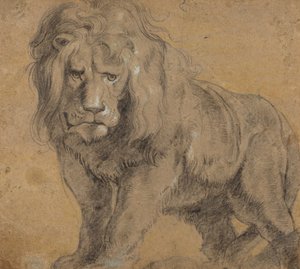 Leão, c.1612-13 (giz preto no papel) de Peter Paul Rubens