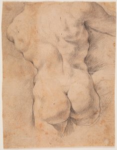Torso masculino visto de costas