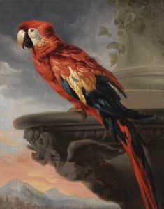 Papagaio, c.1630-40 de Peter Paul Rubens